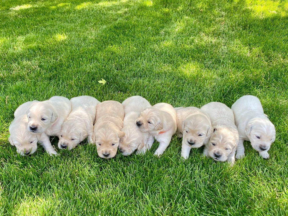 A row of golden retriever puppies on a lawn