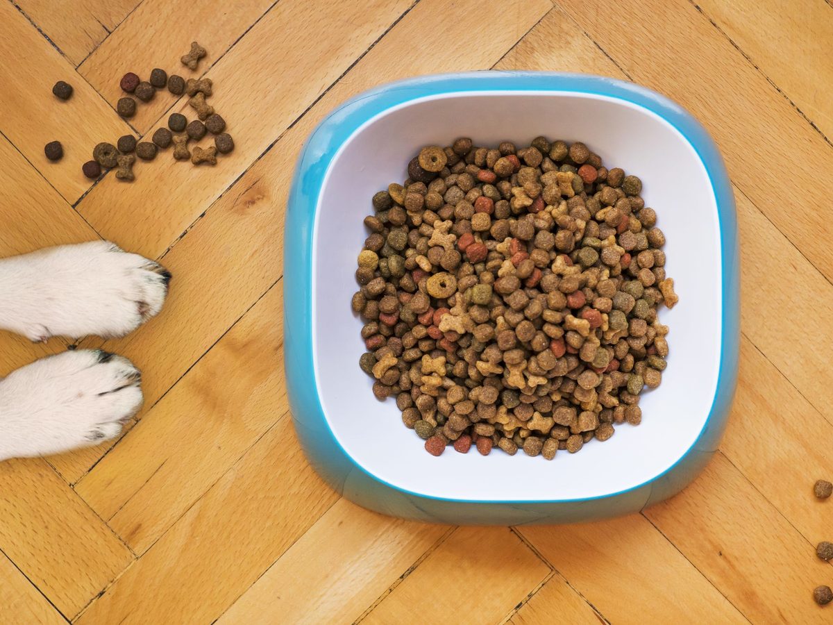 A dog's paws beside a bowl of kibble on a wooden floor